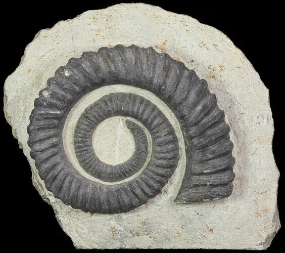 Devonian Ammonite (Anetoceras) - Morocco #68776